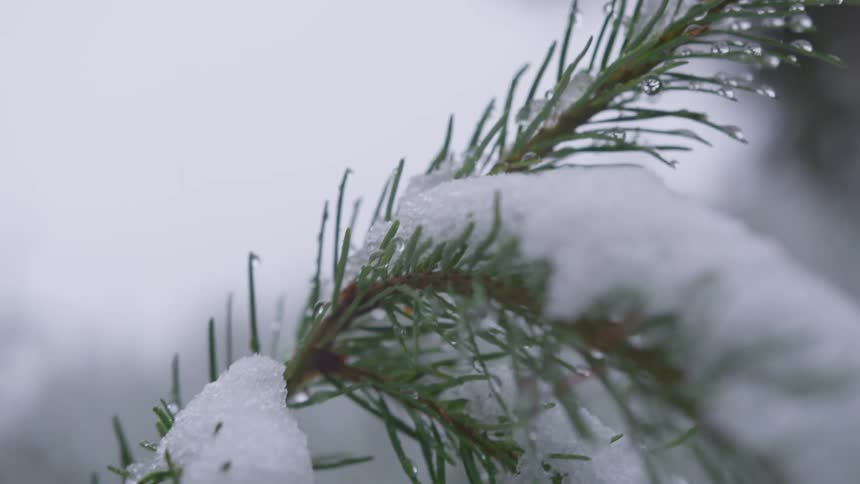 Camera shows fir tree branch covered with snow