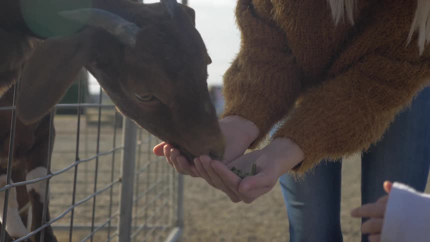 Female feeding goat pellets from palm of her hands