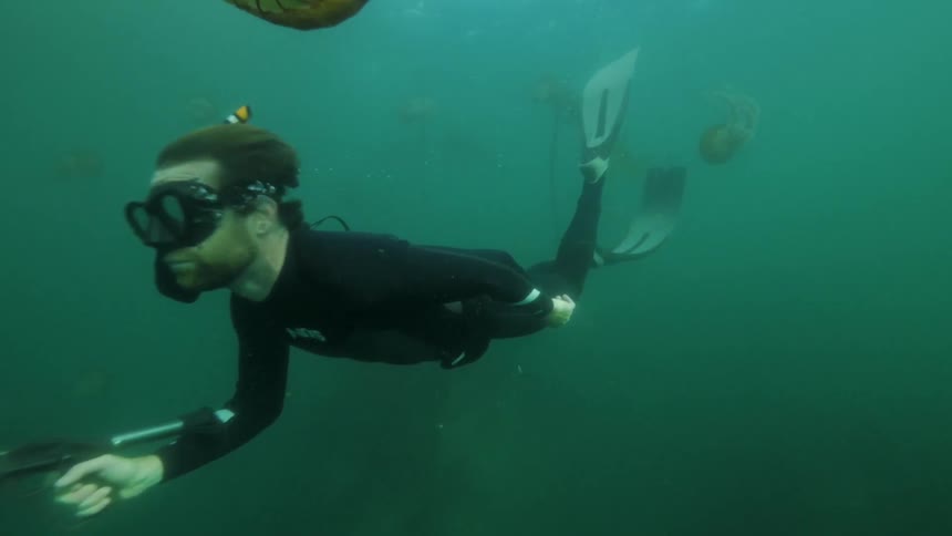 A free diver holding a spear gun swims past several jellyfish in the great pacific ocean