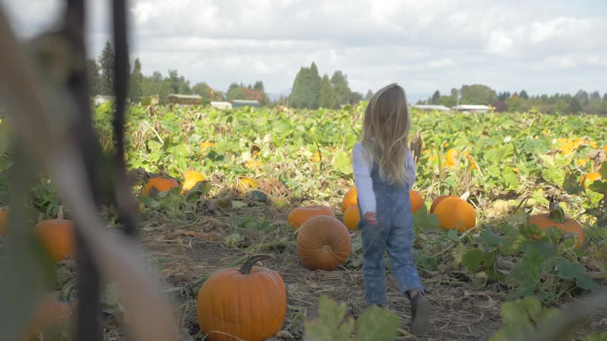 A young girl walks through a pumpkin patch