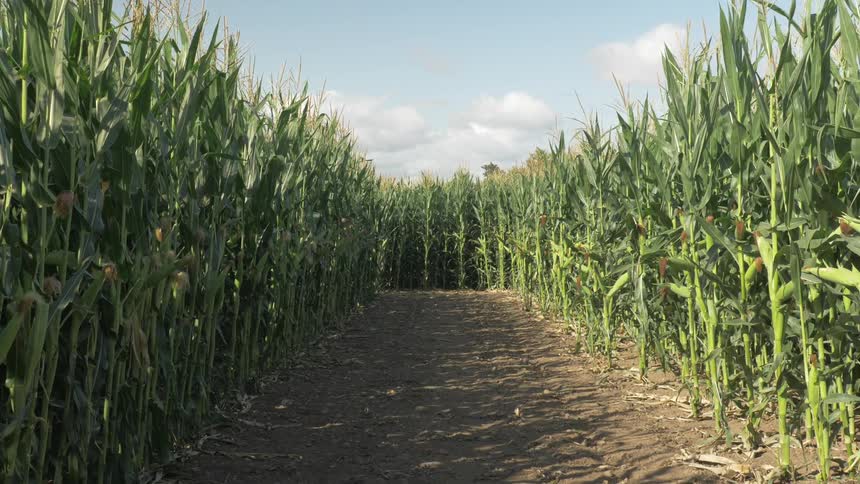A path runs through the corn field