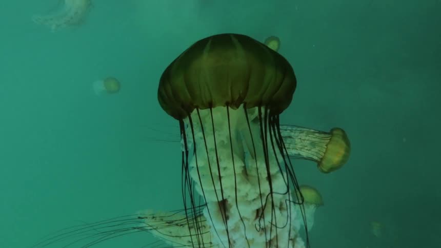 Underwater shot of jellyfish swimming