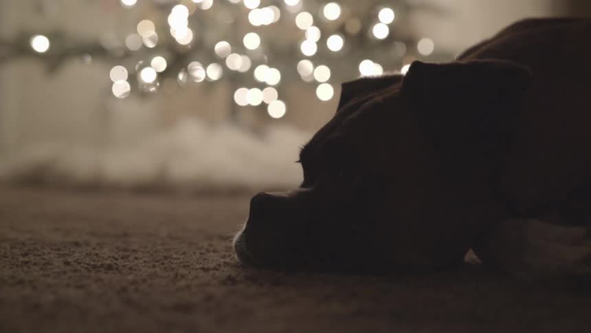 A dog lies on the carpet in front of flickering lights