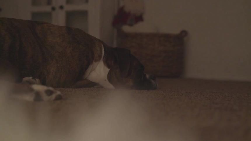 A dog sleeps on a floor