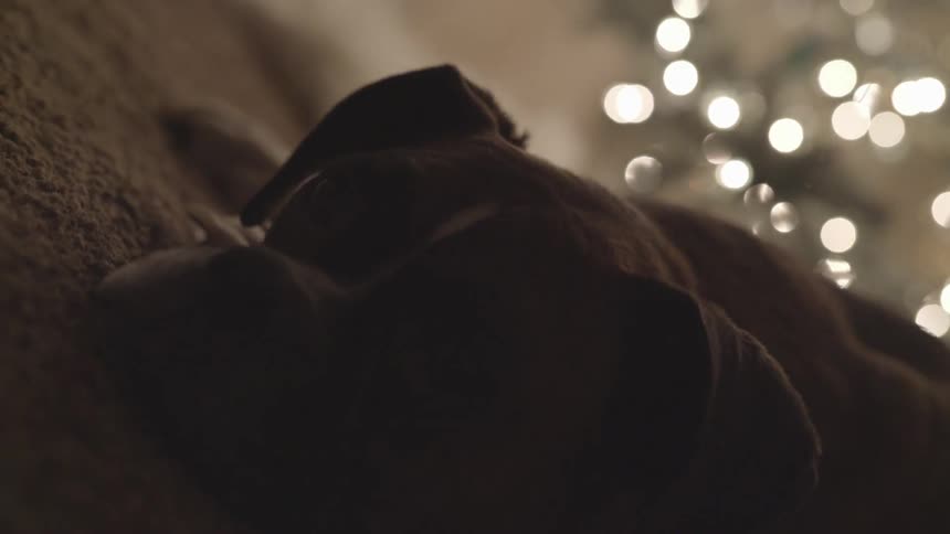 A dog lies on the carpet in front of some twinkling lights