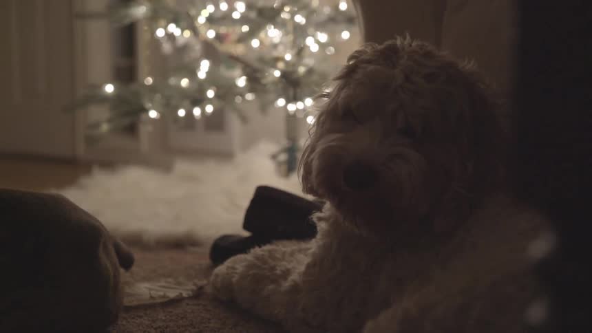 Dog sits next to the lit christmas tree
