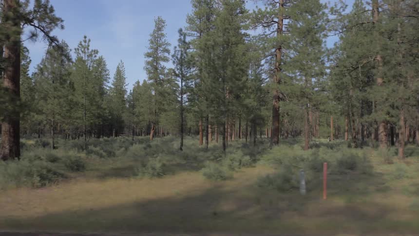 A pine forest on a sunny day