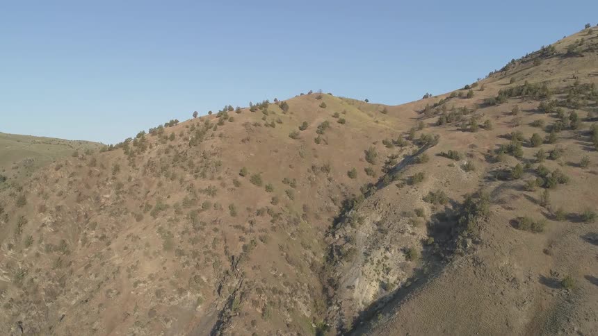 Rising up an arid hillside with sparsely placed bushels