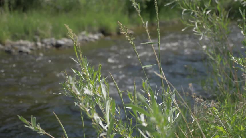 Wild grass grows by a stream