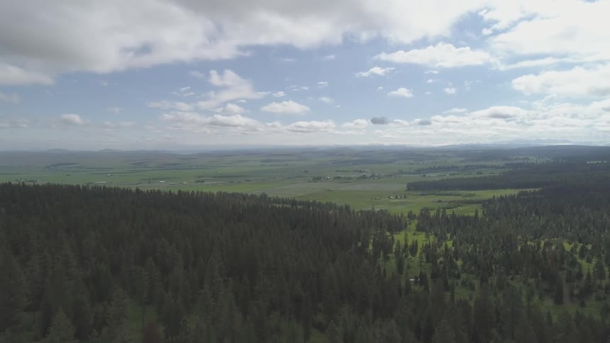 The hills are covered with trees up until the grass fields