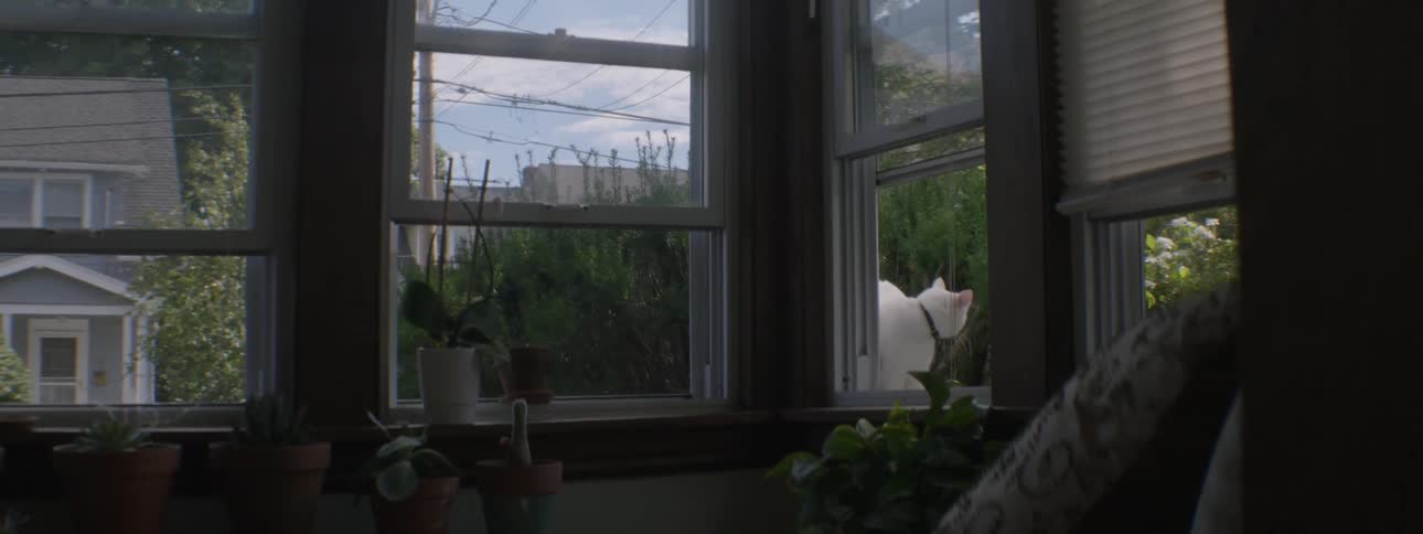 White cat looks into an open window from outside