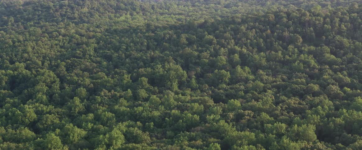 Passing over the green tree tops of a forest