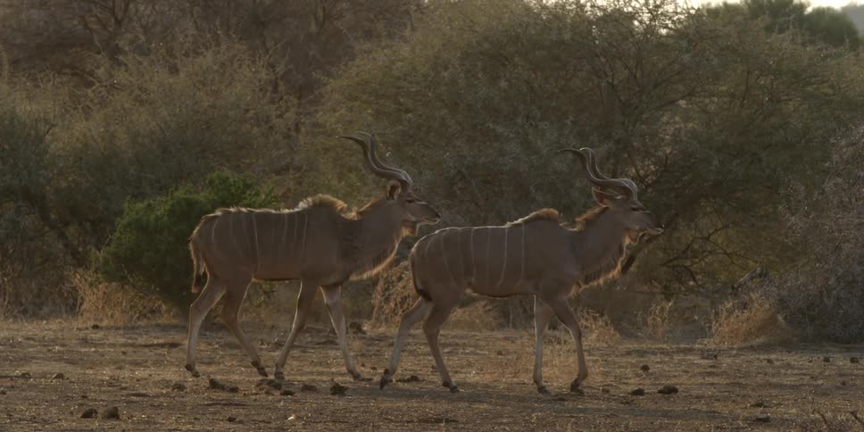 Two antlered animals walk in the wilderness