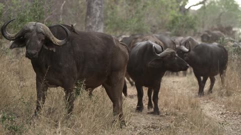 Yaks are gathered in the wilderness
