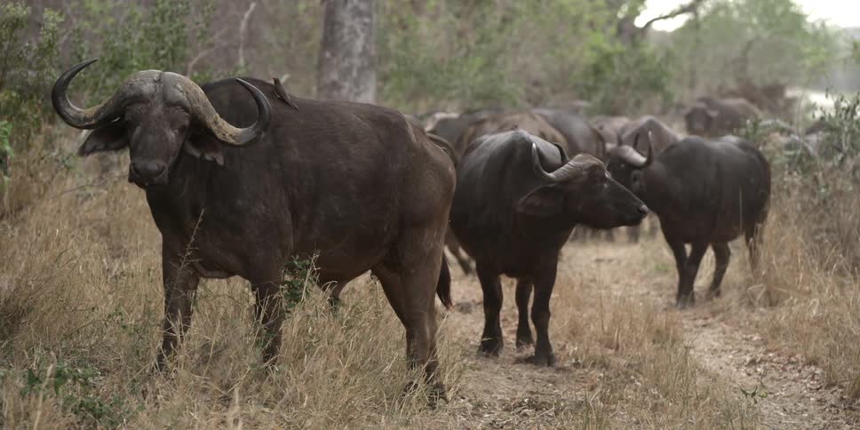 Yaks are gathered in the wilderness