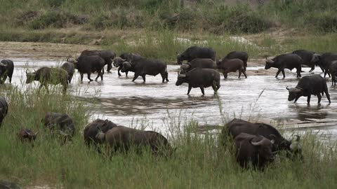A herd of cattle walking past