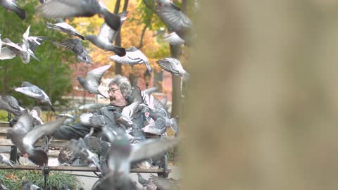 A man sits on a bench while pigeons surrond him in the air