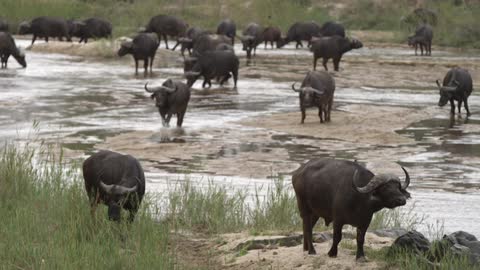 A herd of water buffalo crossing a river