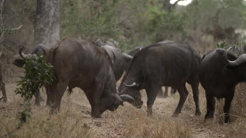 A herd of water buffalo crossing stand on a dirt road, while two of them spar with their horns together