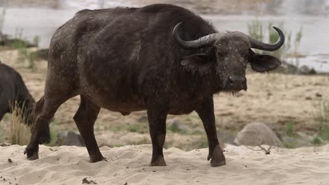 Bison walks through the sand