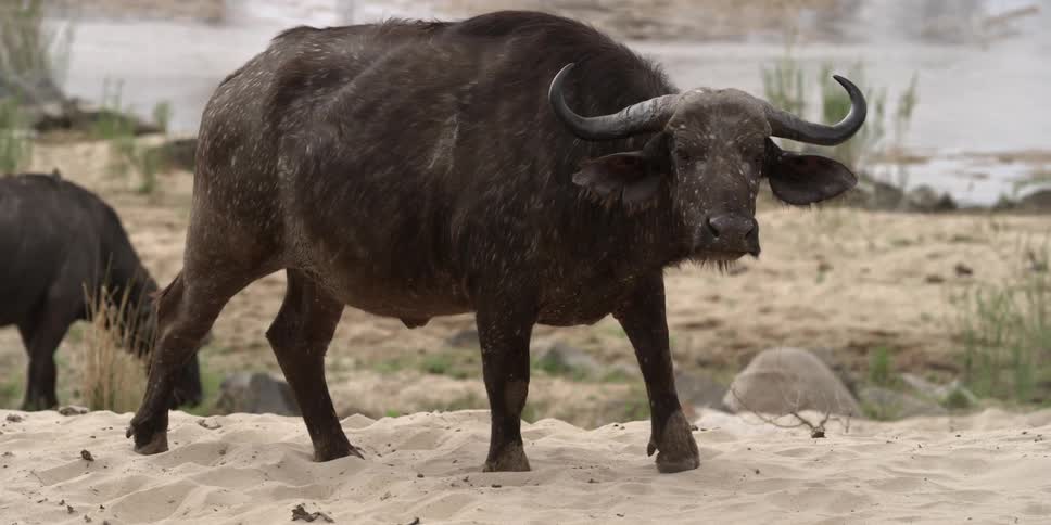 Bison walks through the sand