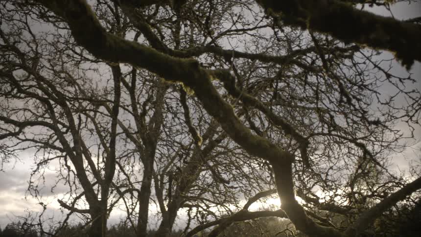 The sun shines through tree branches