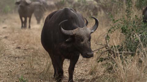 A group of yak walk through a grassy area