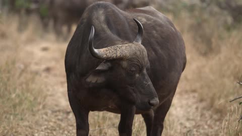A wild buffalo turning its head and walking away