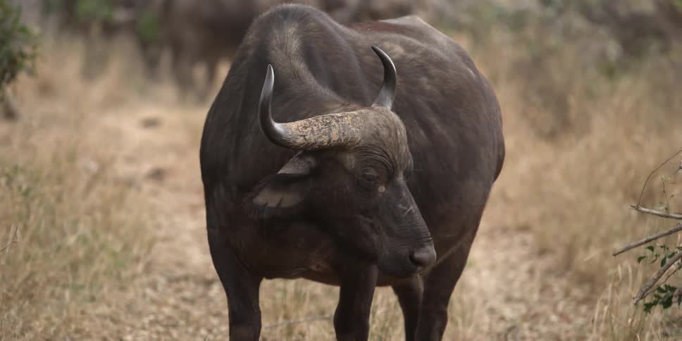 A wild buffalo turning its head and walking away