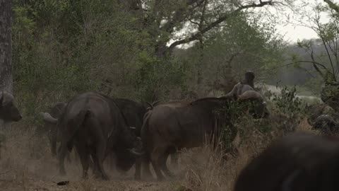 Water buffalo tussling in the scrub grass
