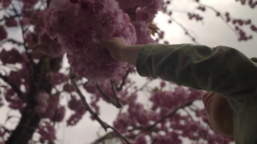 A toddler picking flowers off of a tree