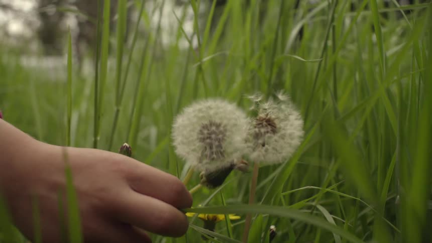 Close up of a hand picking up a dandelion in the grass