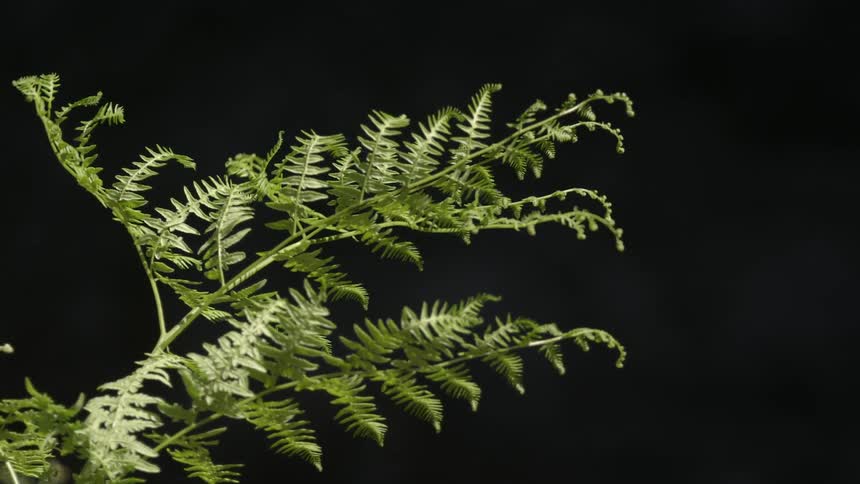 A fern branch slowly waves as the wind in front of a perfectly black and even background as captured deep in the wilderness