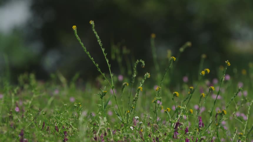 Purple and yellow flowers move slow in the wind