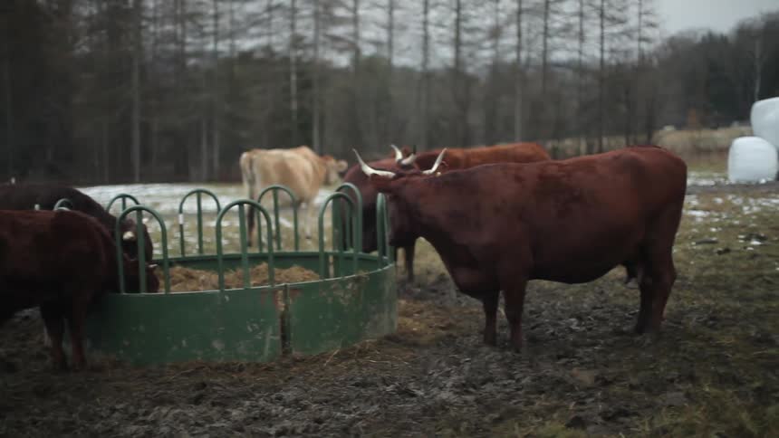 A herd of cattle eating
