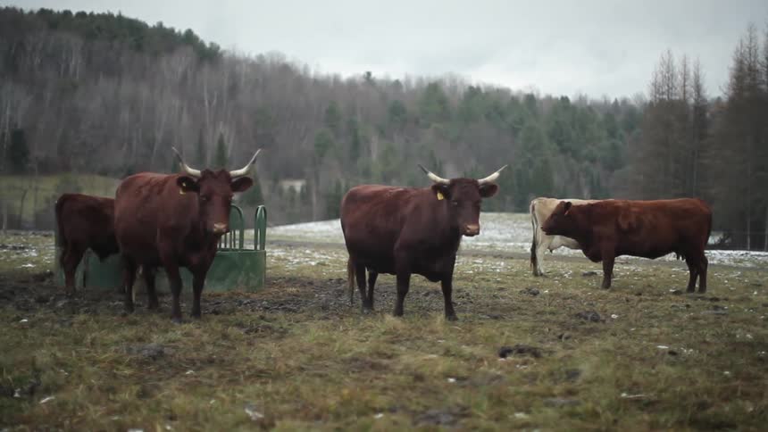 Bulls and cows standing in a field in a mountainous area