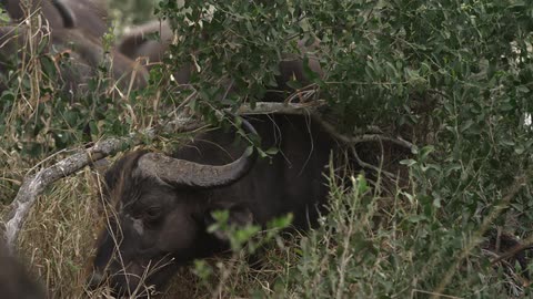 An ox eating some grass