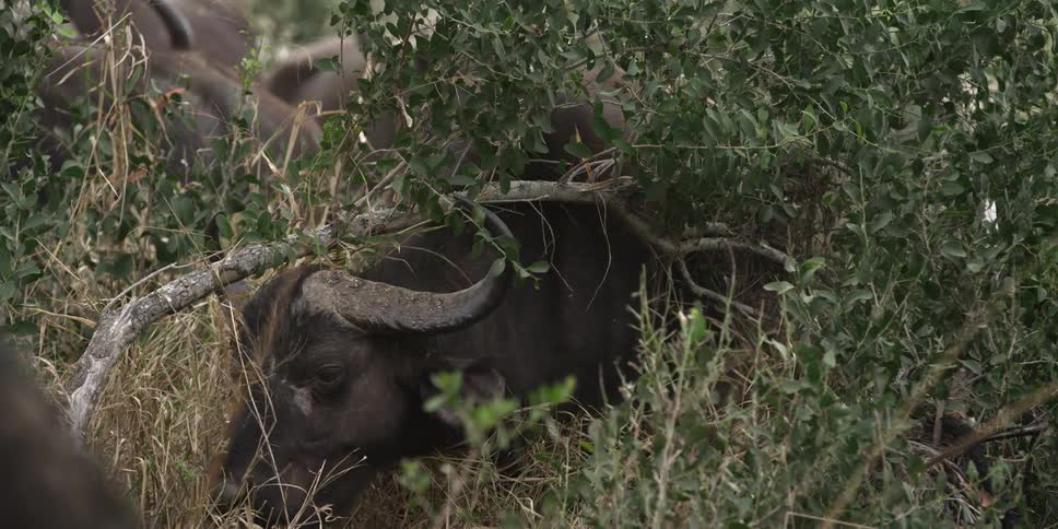 An ox eating some grass
