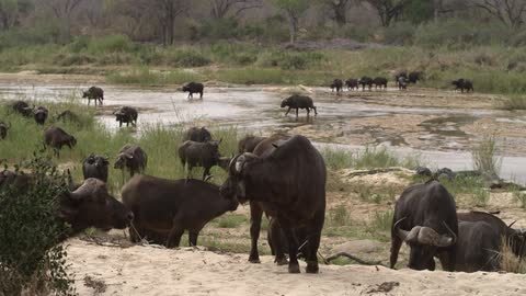 Loose heard of water buffalo standing around