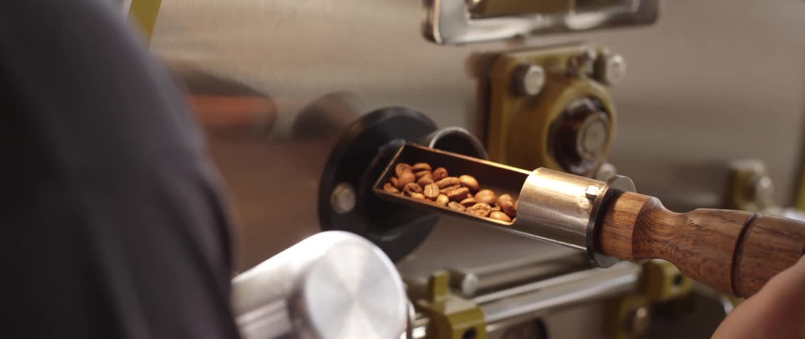 Coffee beans are scooped from a roaster