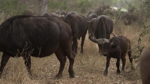 A herd of oxen grazing