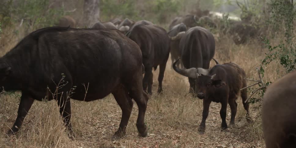 A herd of oxen grazing