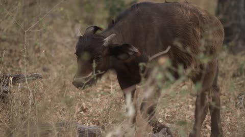 A small ox in a field
