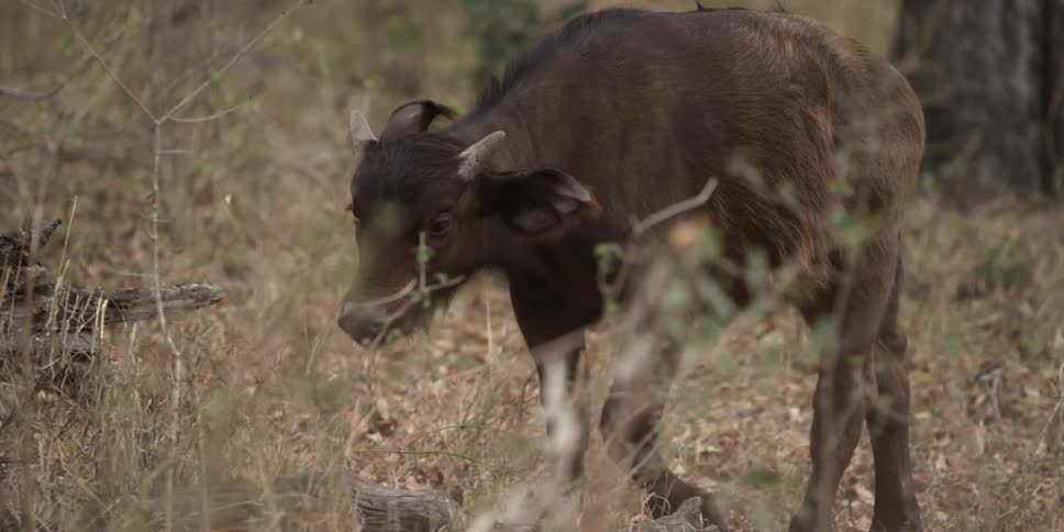 A small ox in a field
