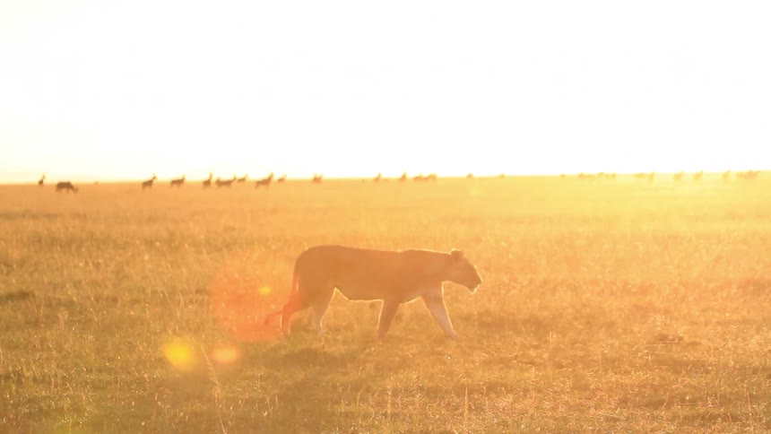 A lioness walking on the plains