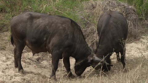Two animals butt heads