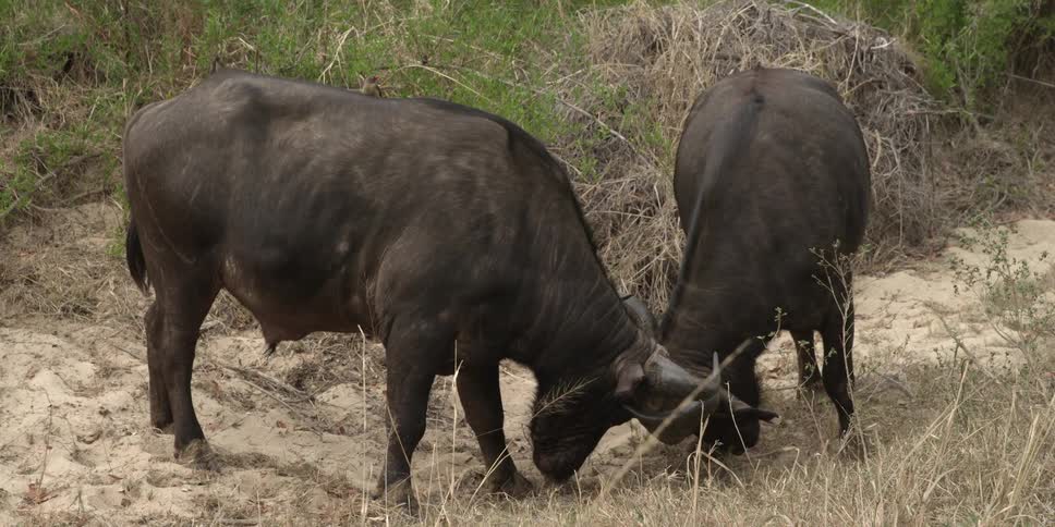 Two animals butt heads