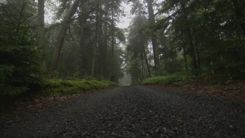 A quiet trail in the woods