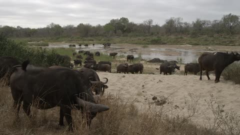 Herd of oxen grazing near a waterhole