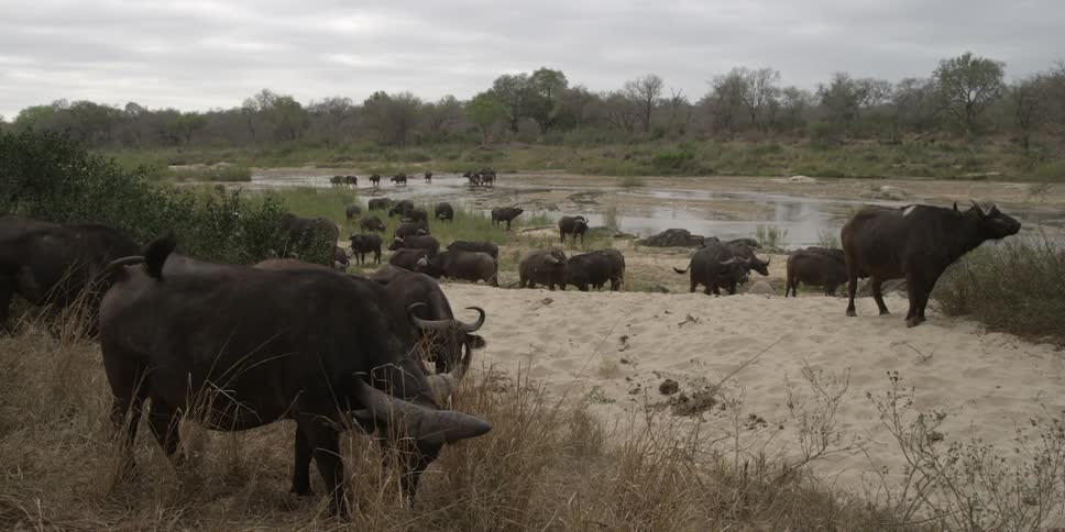 Herd of oxen grazing near a waterhole
